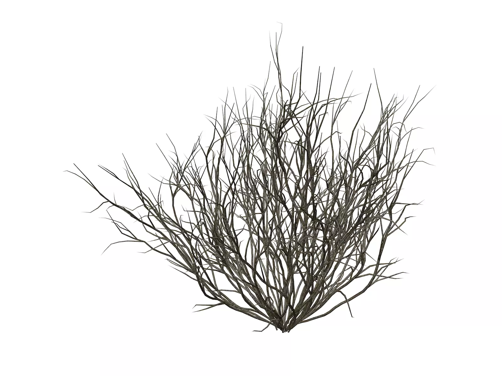 Broom Snakeweed - 07 - 3D model_0