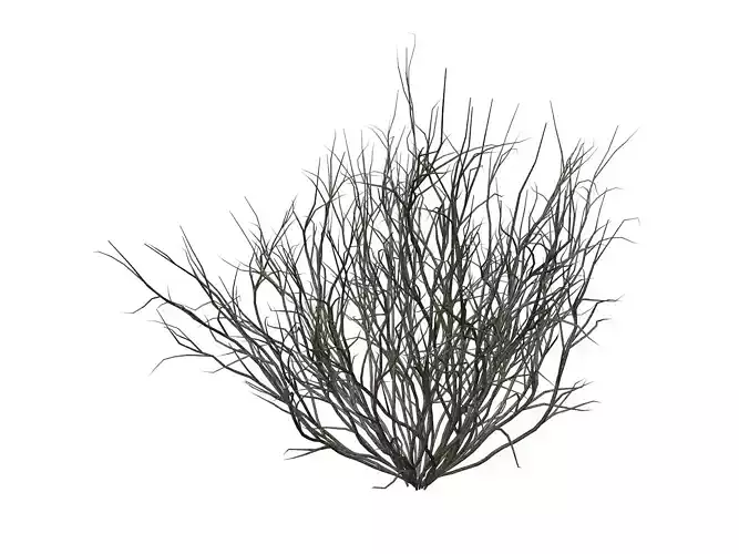 Broom Snakeweed  - 07 -