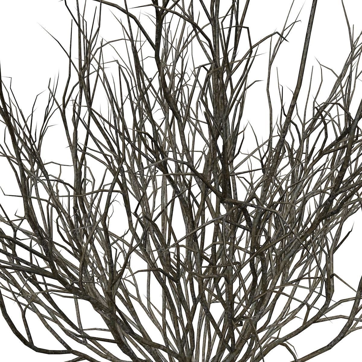Broom Snakeweed - 07 - 3D model_3
