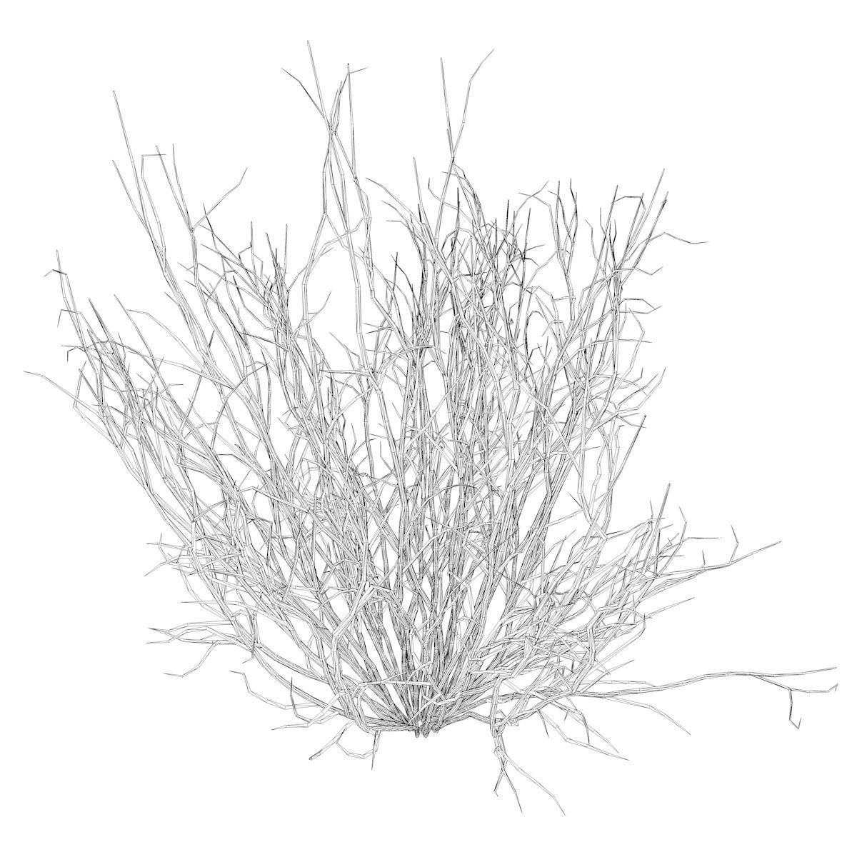 Broom Snakeweed  - 08 - 3D model_2