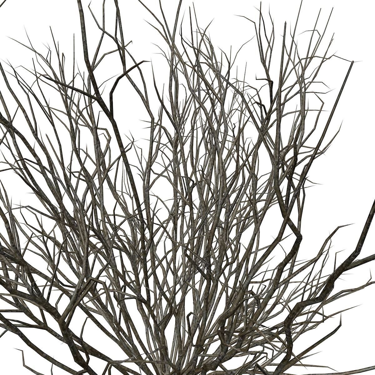 Broom Snakeweed  - 08 - 3D model_3