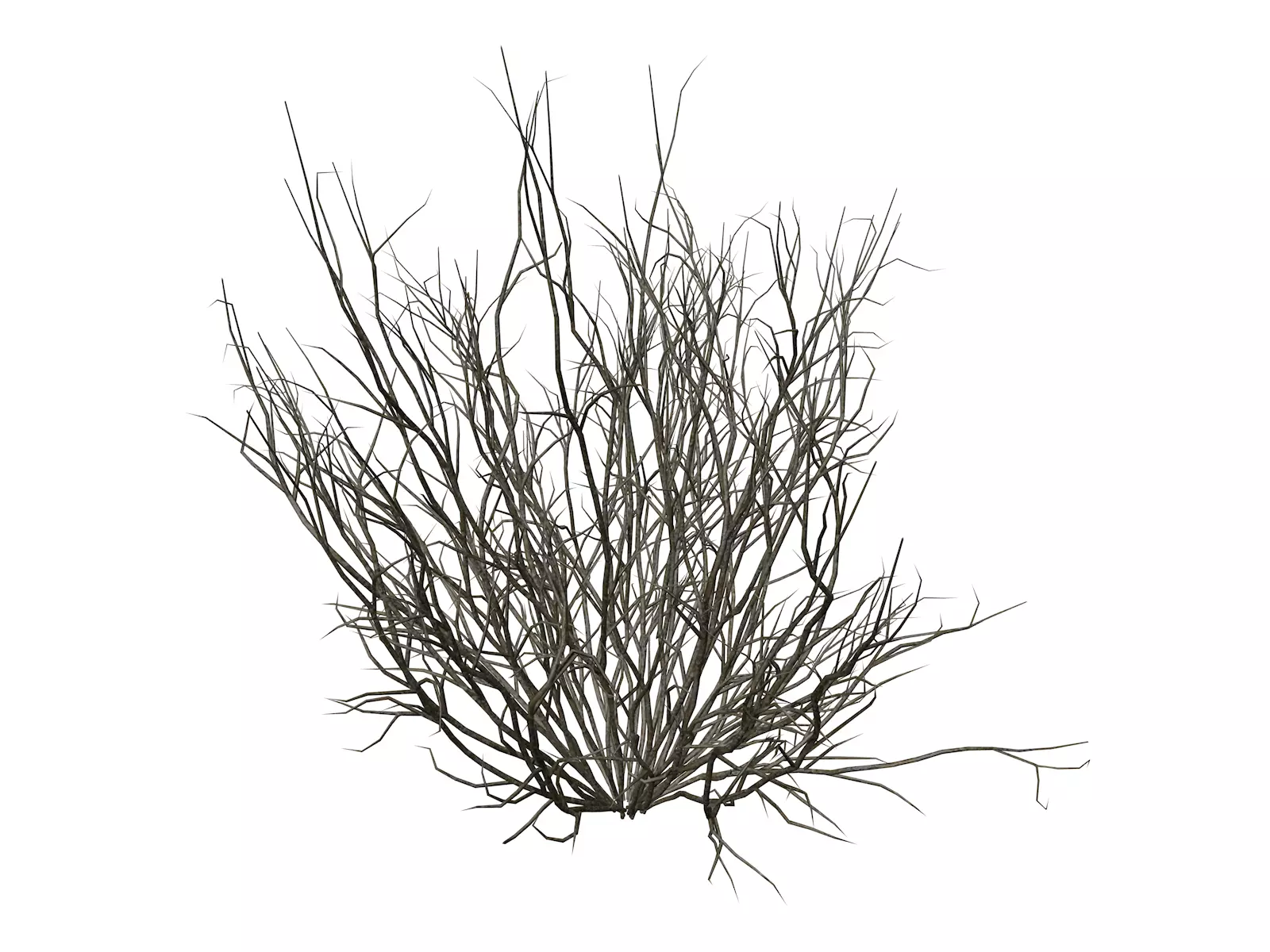 Broom Snakeweed  - 08 - 3D model_0