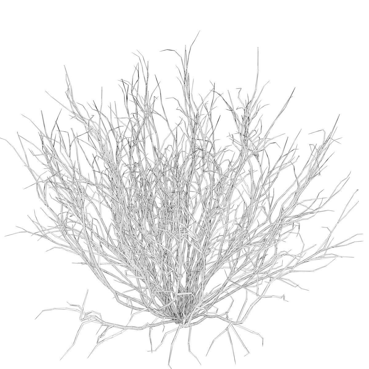 Broom Snakeweed - 09 - 3D model_2