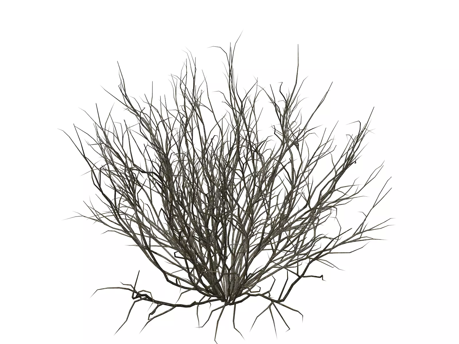 Broom Snakeweed - 09 - 3D model_0