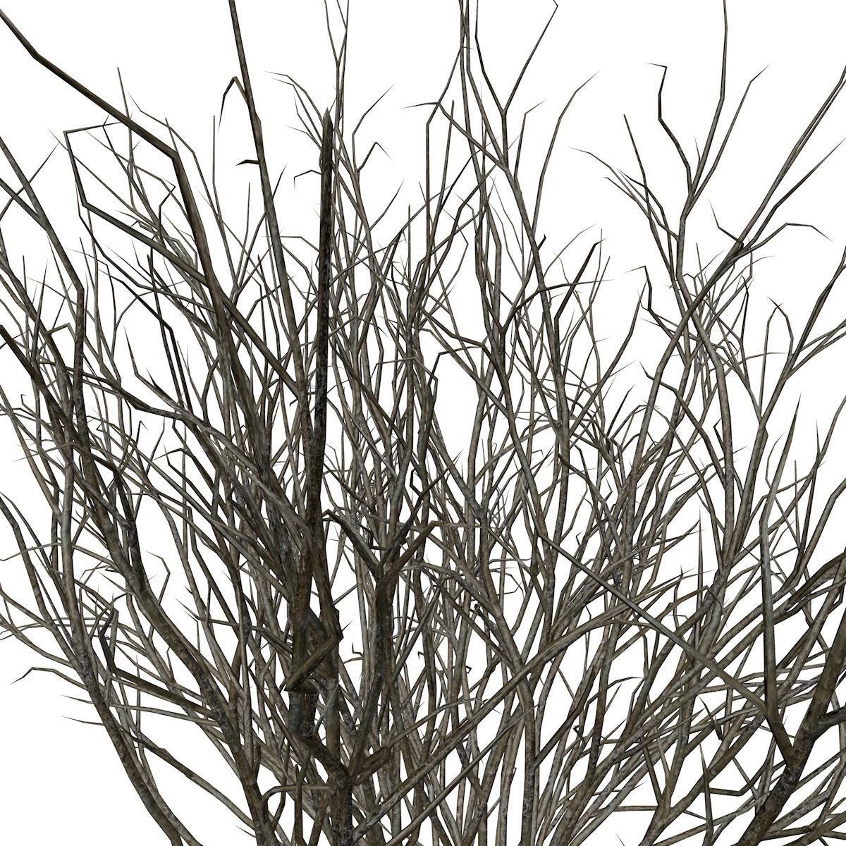 Broom Snakeweed - 09 - 3D model_3