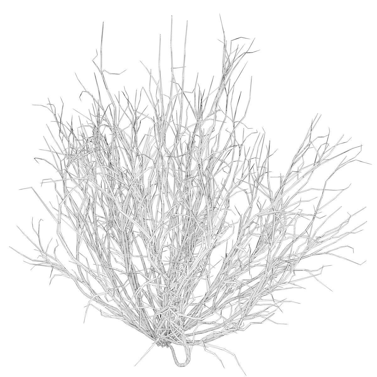 Broom Snakeweed  - 10 - 3D model_2