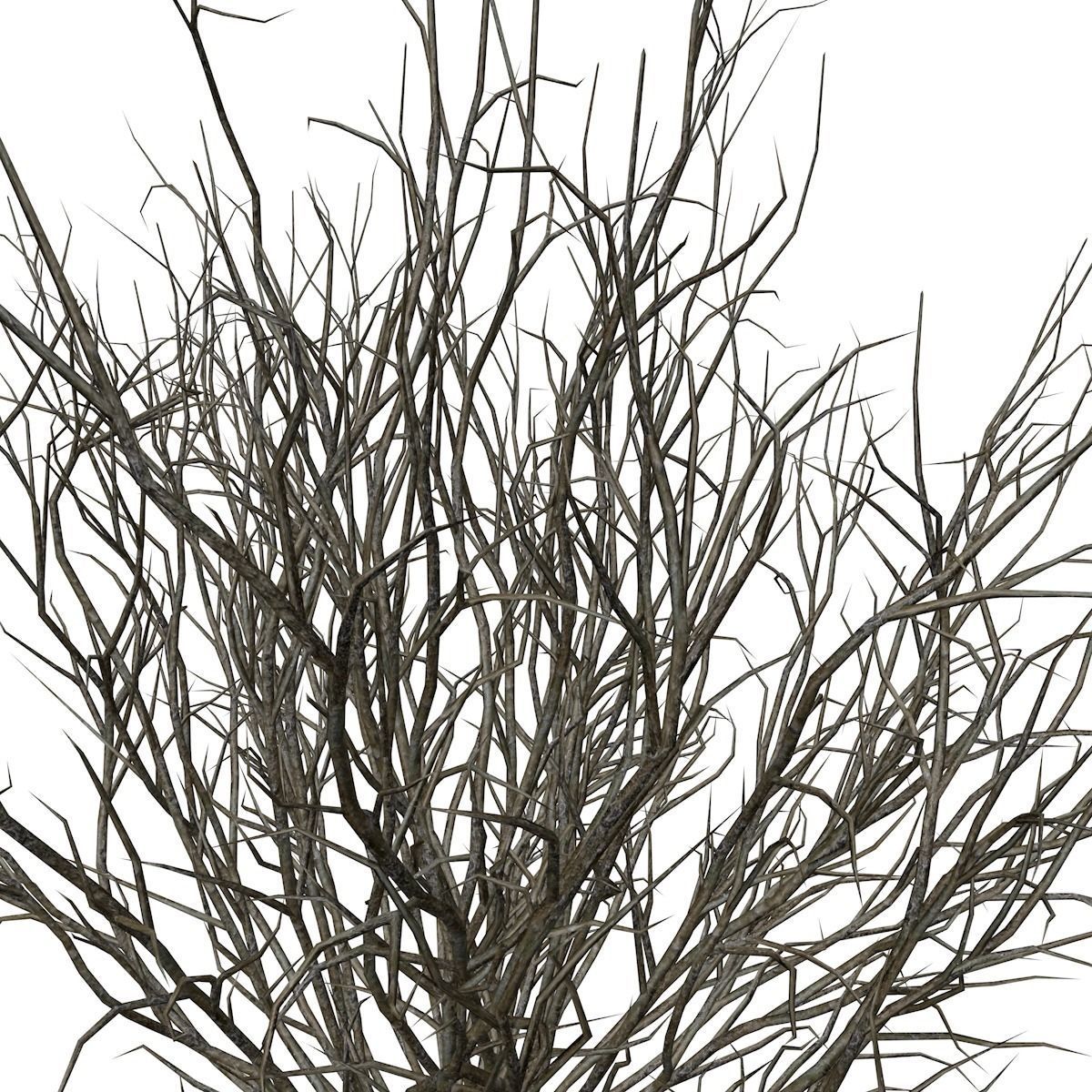 Broom Snakeweed  - 10 - 3D model_3