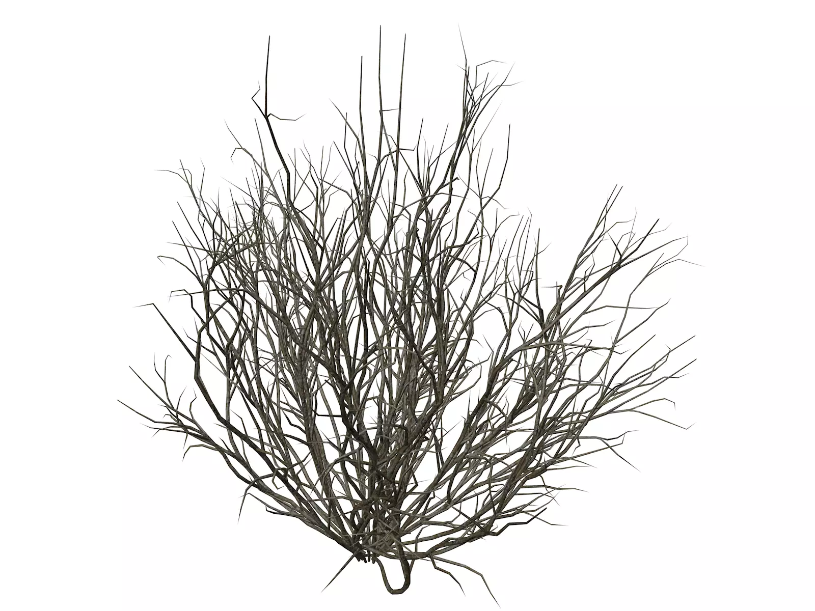 Broom Snakeweed  - 10 - 3D model_0