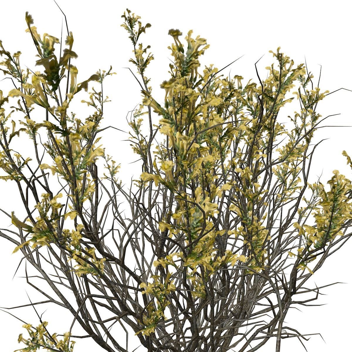 Broom Snakeweed with flowers - 01 - 3D model_3
