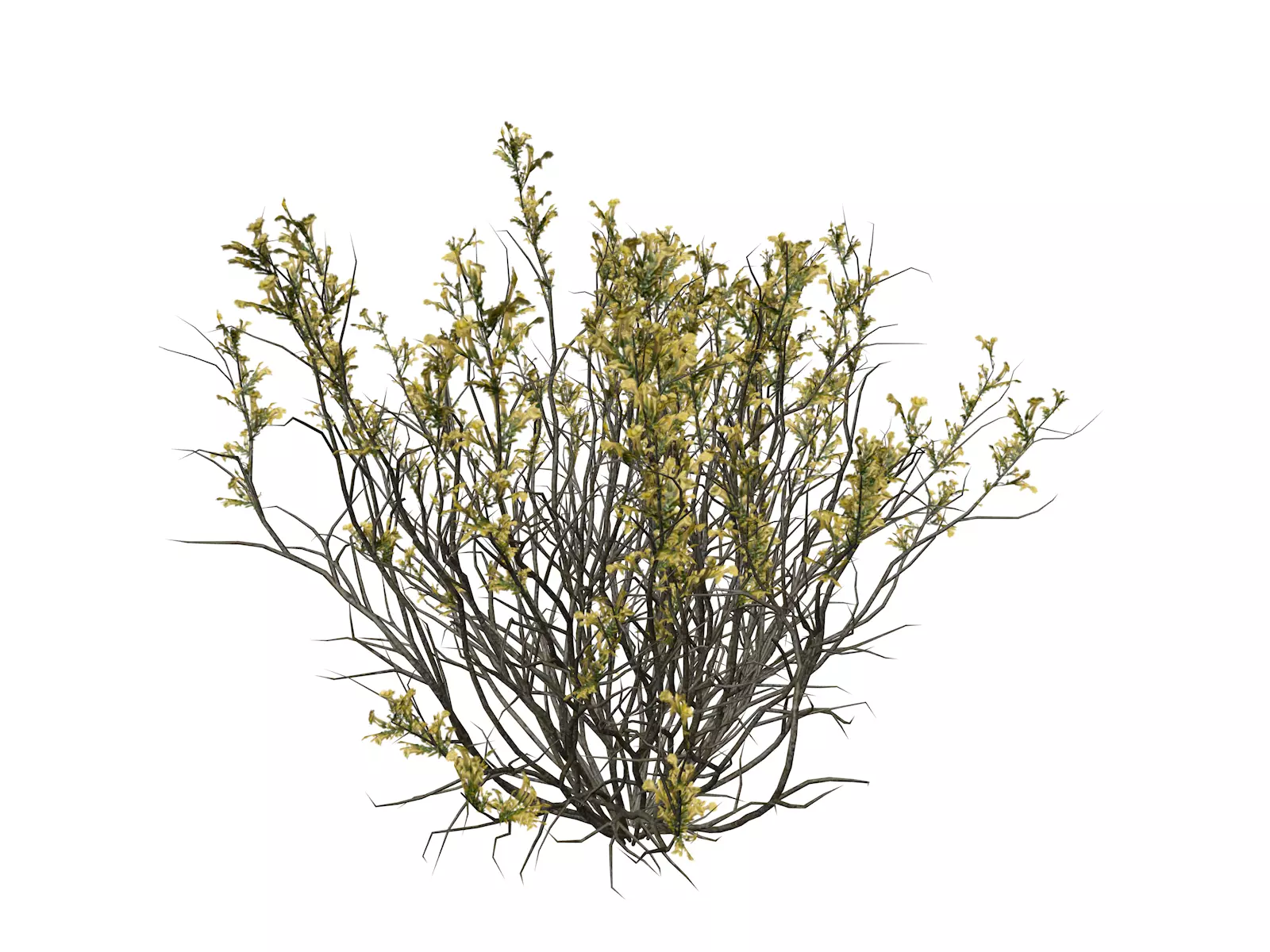 Broom Snakeweed with flowers - 01 - 3D model_0