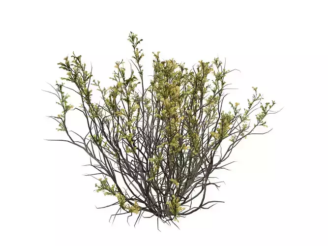 Broom Snakeweed with flowers  - 01 -