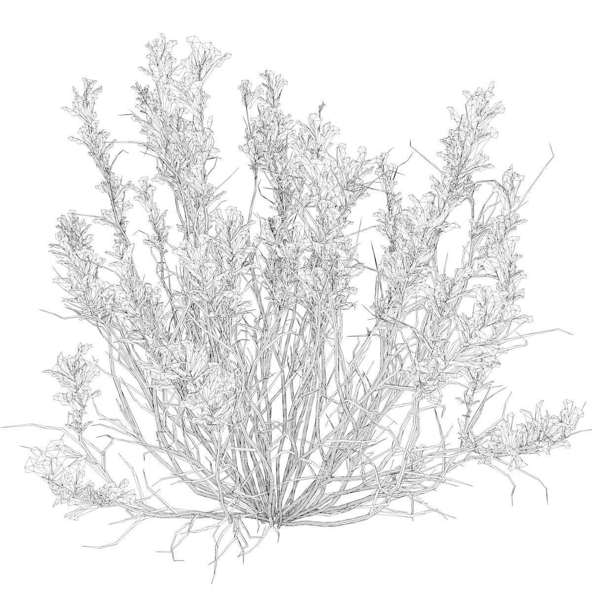 Broom Snakeweed with flowers - 02 - 3D model_2