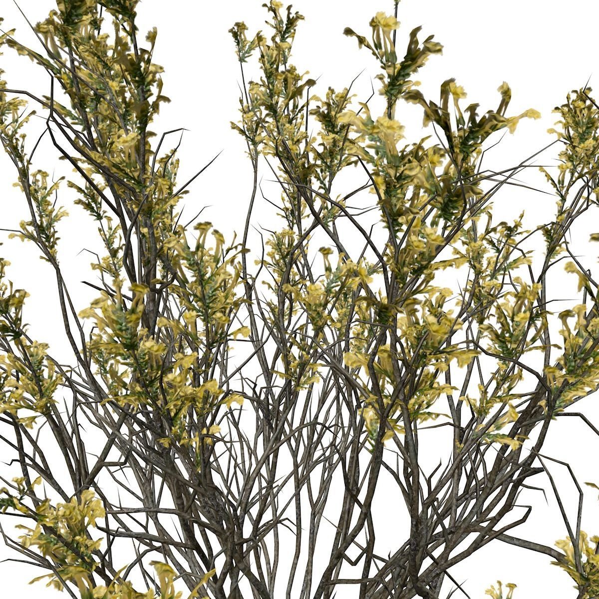 Broom Snakeweed with flowers - 02 - 3D model_3
