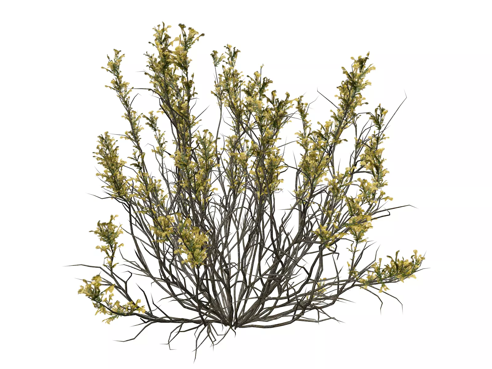 Broom Snakeweed with flowers - 02 - 3D model_0