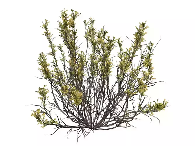 Broom Snakeweed with flowers  - 02 -