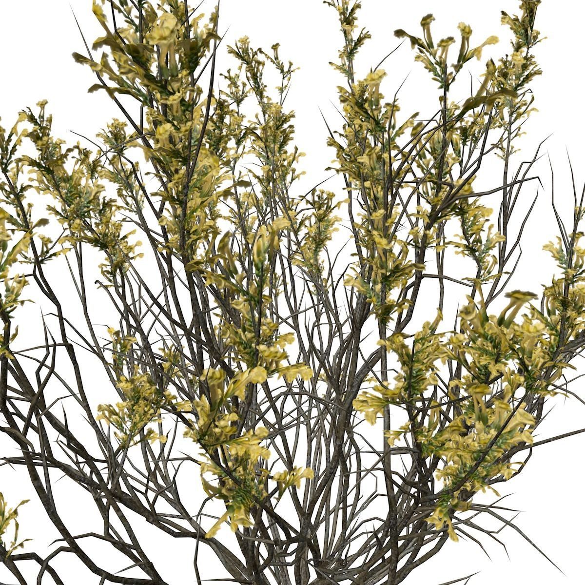 Broom Snakeweed with flowers - 03 - 3D model_3