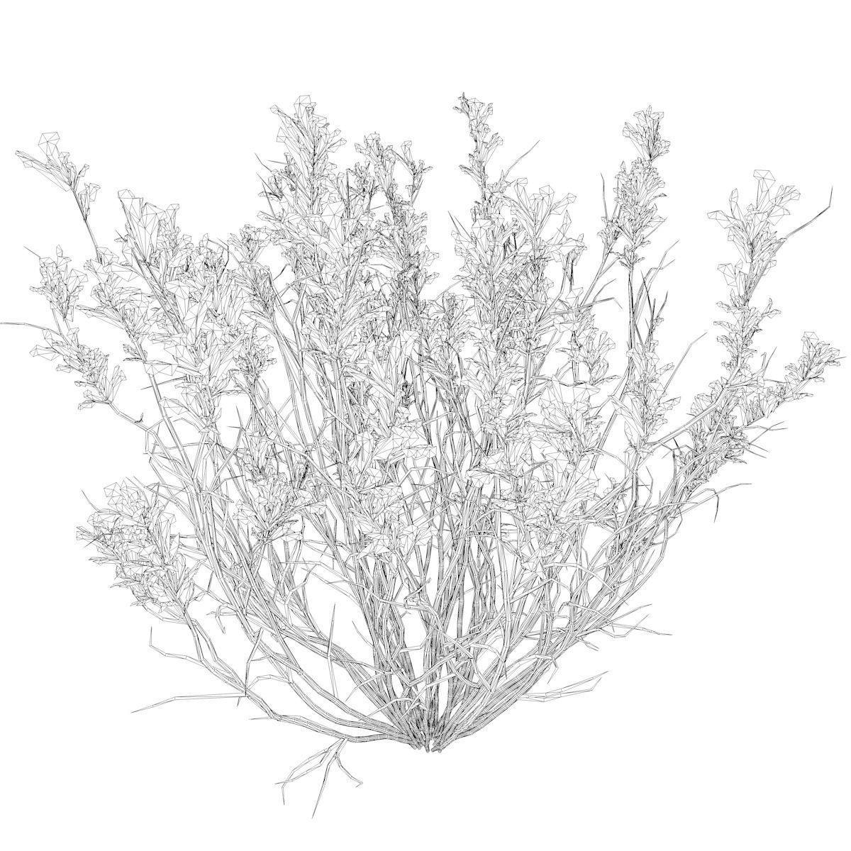 Broom Snakeweed with flowers - 03 - 3D model_2