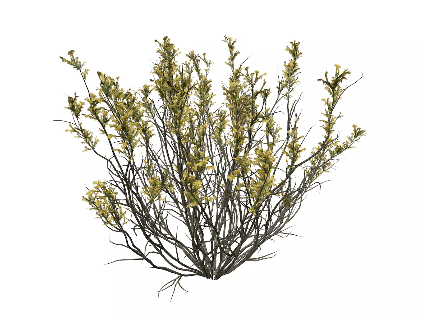 Broom Snakeweed with flowers - 03 - 3D model_0