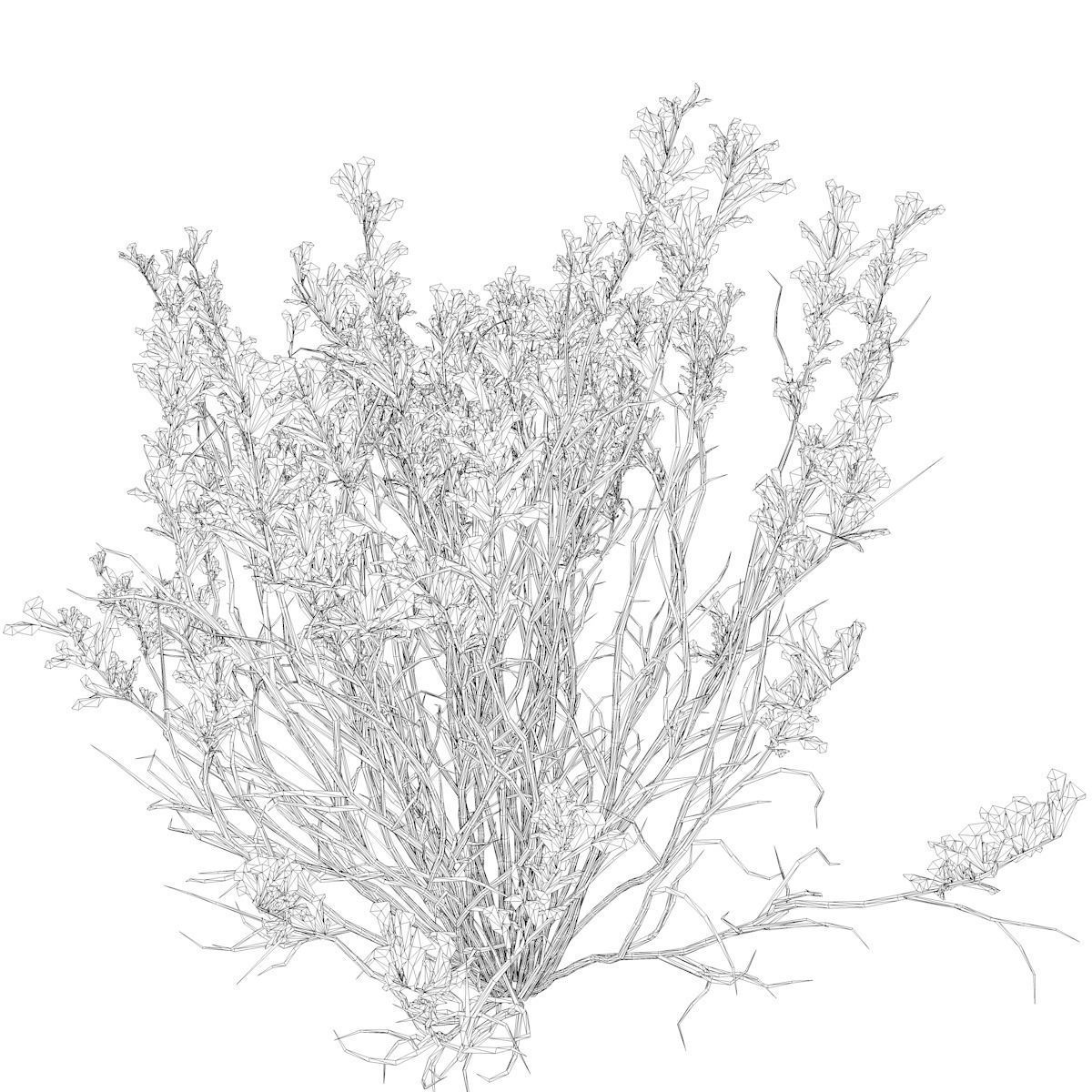 Broom Snakeweed with flowers - 04 - 3D model_2