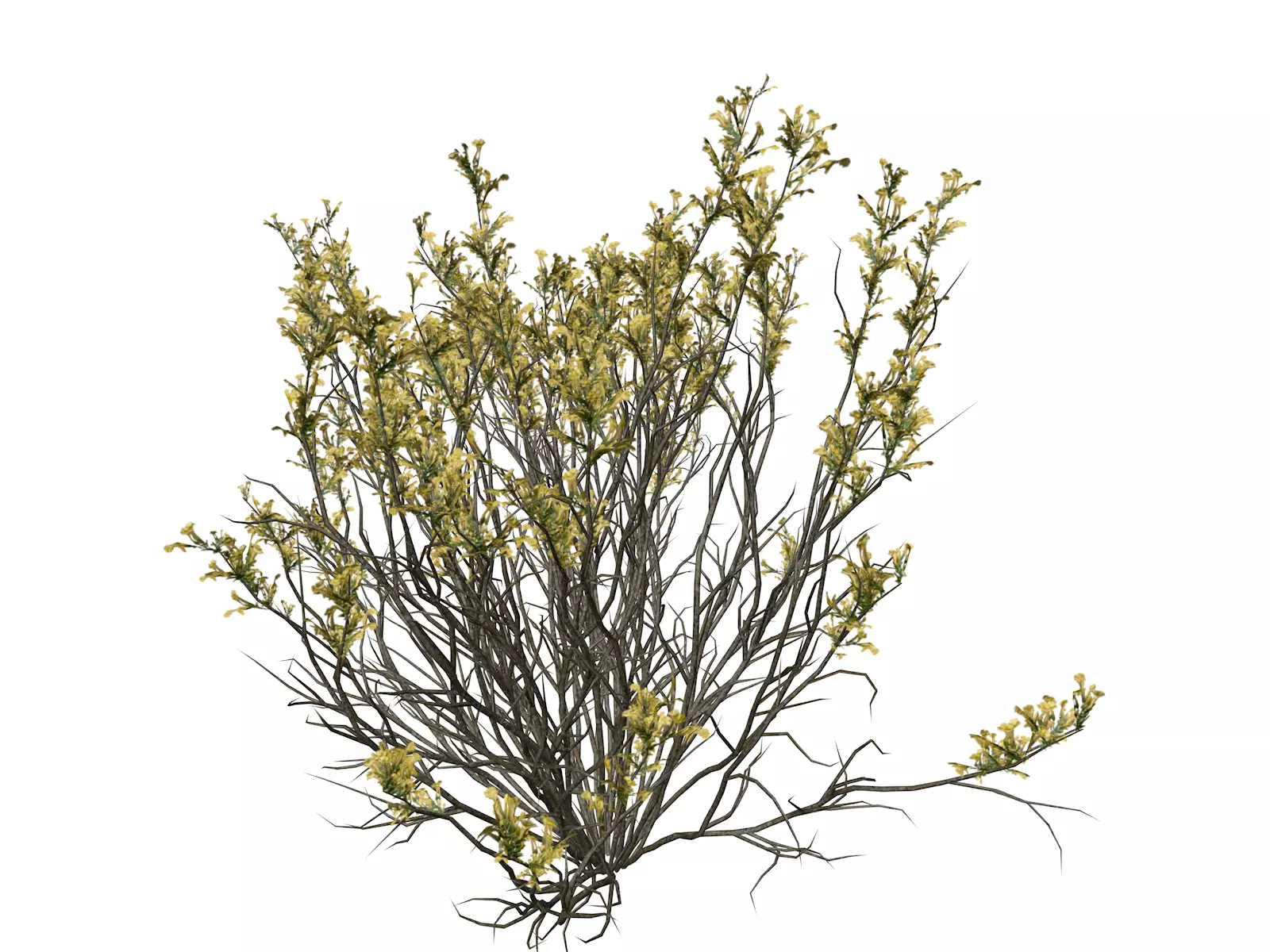 Broom Snakeweed with flowers - 04 - 3D model_0