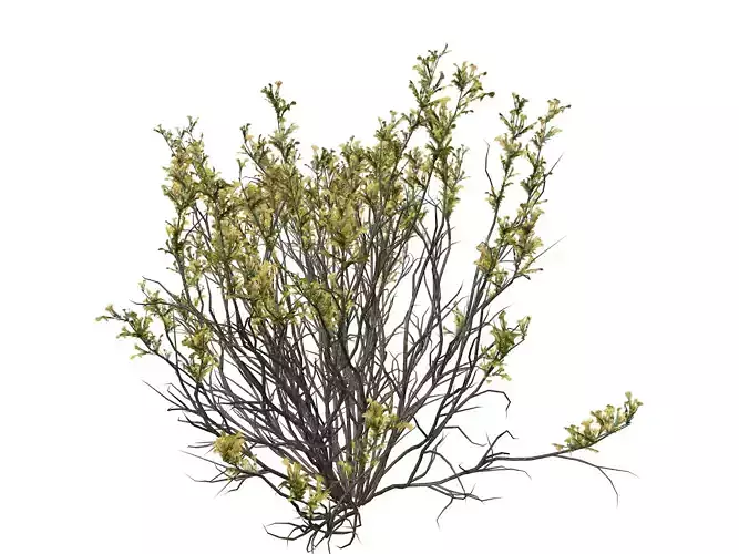 Broom Snakeweed with flowers  - 04 -