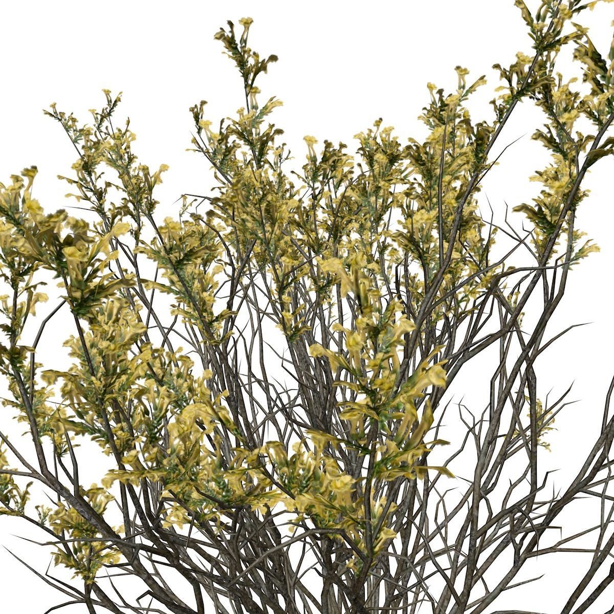 Broom Snakeweed with flowers - 04 - 3D model_3