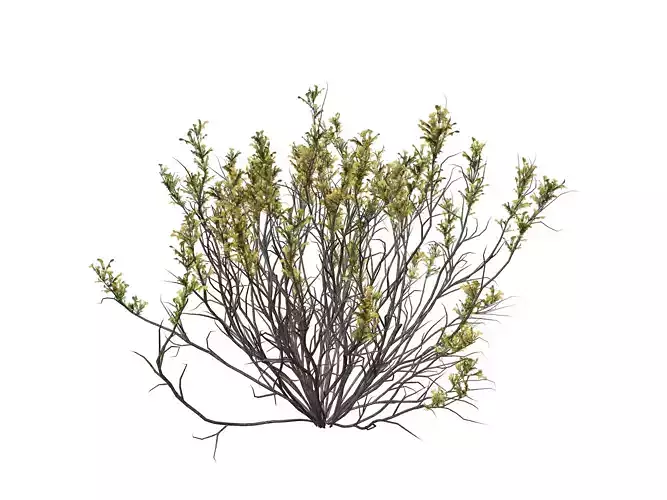 Broom Snakeweed with flowers  - 05 -