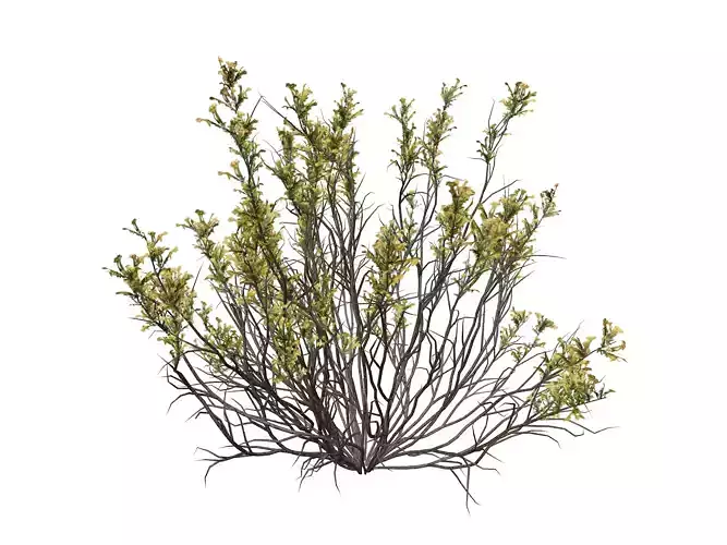 Broom Snakeweed with flowers  - 06 -
