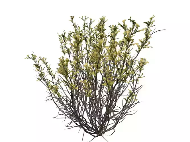 Broom Snakeweed with flowers  - 07 -