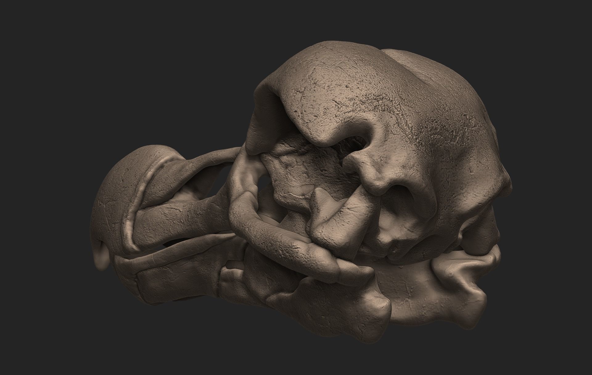 Dodo Bird Skull 3D print model_5