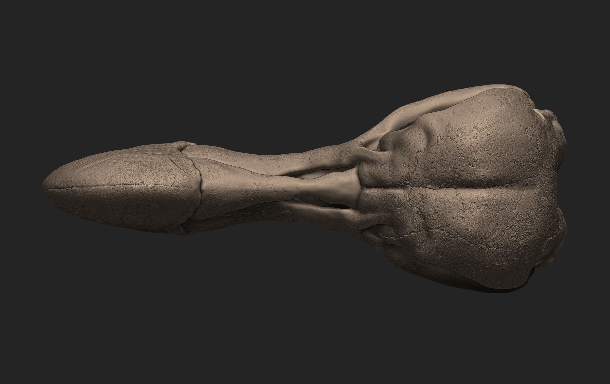 Dodo Bird Skull 3D print model_6