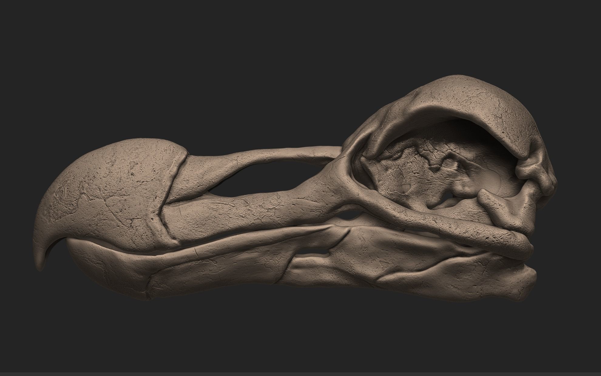 Dodo Bird Skull 3D print model_3