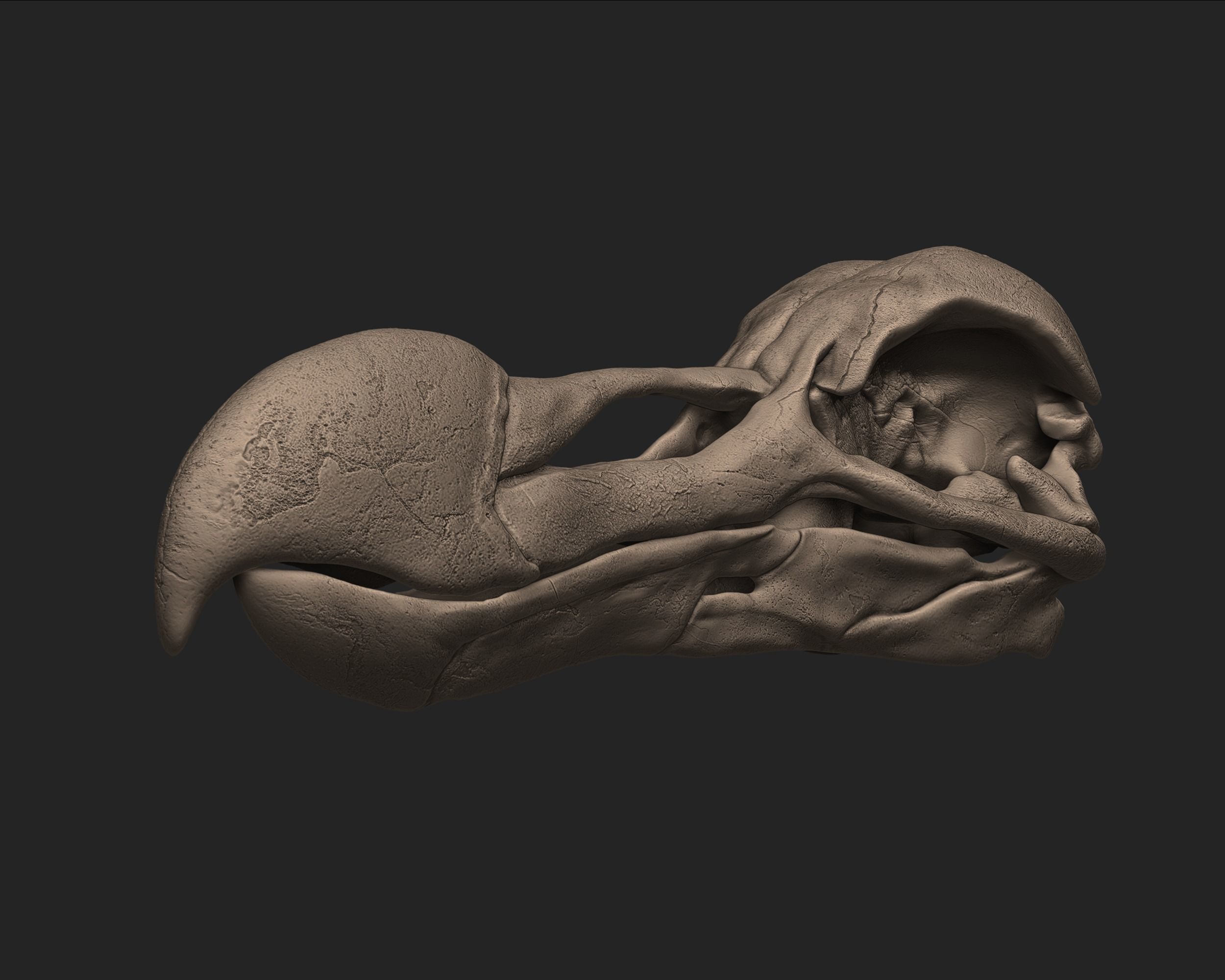 Dodo Bird Skull 3D print model_1