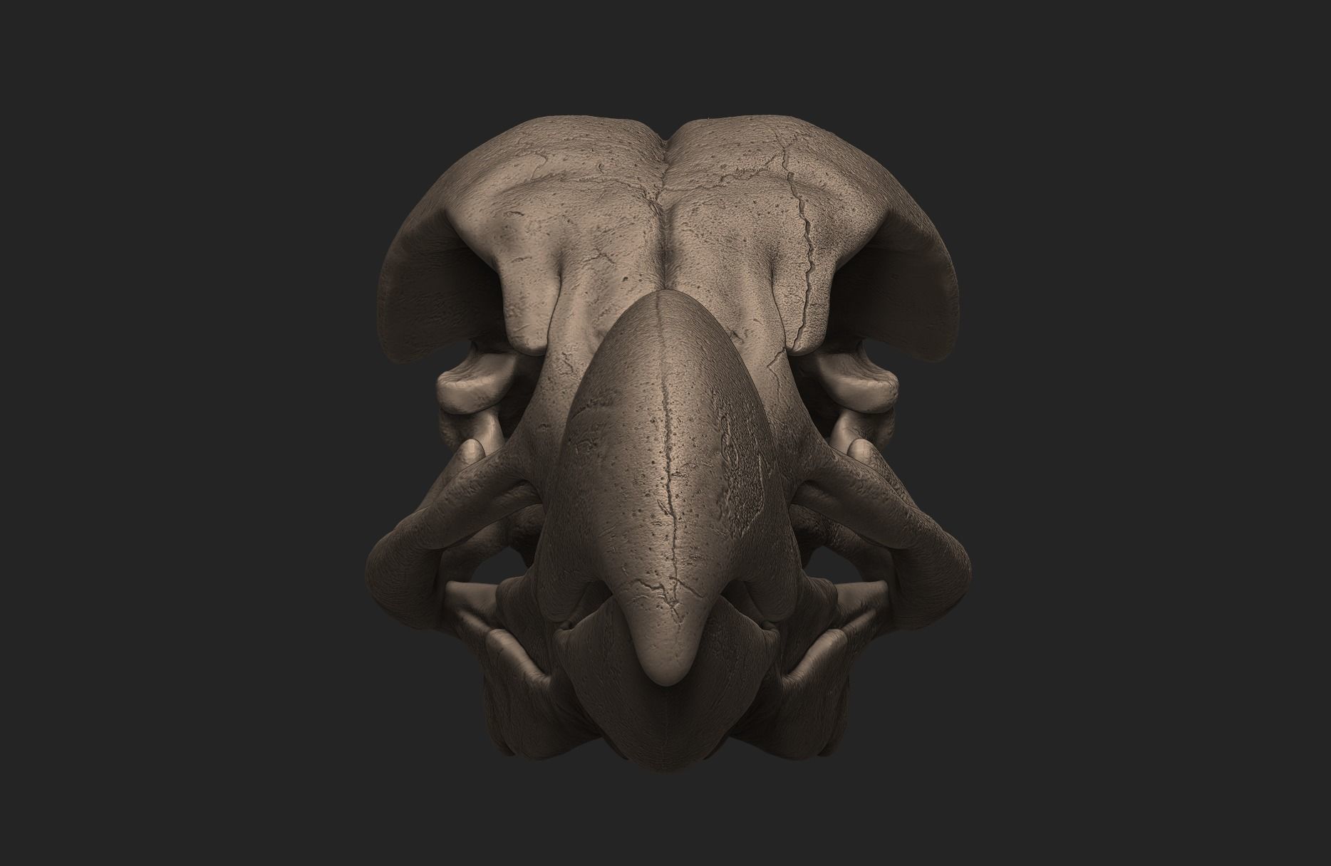 Dodo Bird Skull 3D print model_2