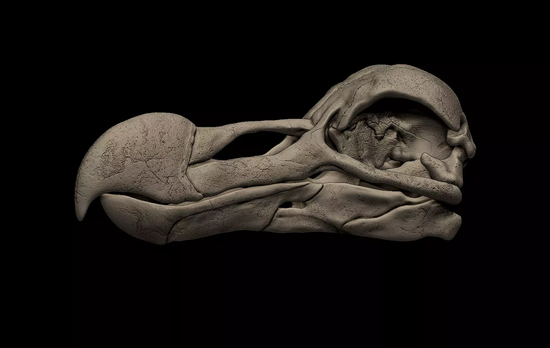 Dodo Bird Skull 3D print model_0