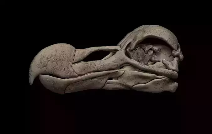 Dodo Bird Skull 3D print model