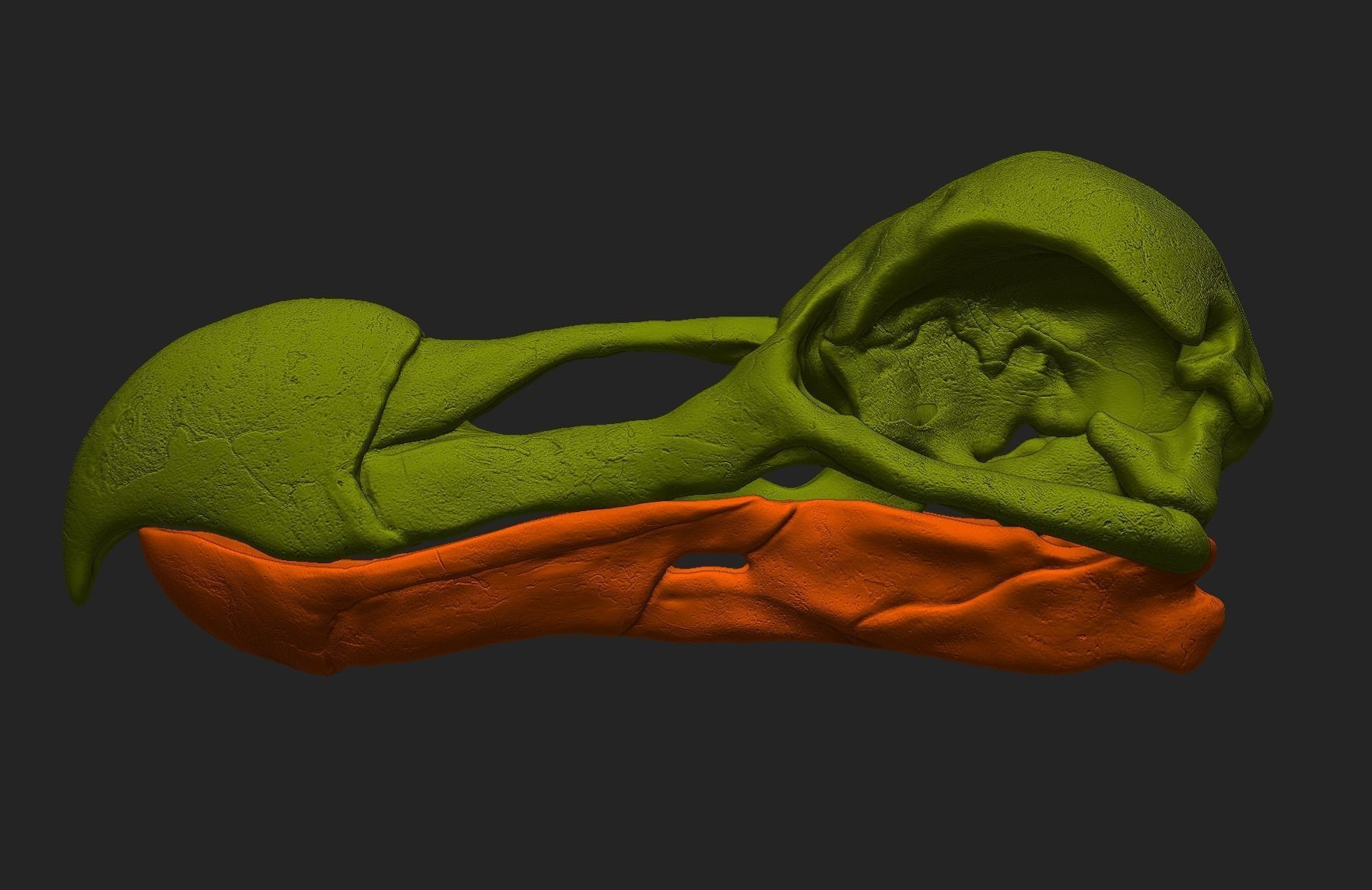 Dodo Bird Skull 3D print model_8