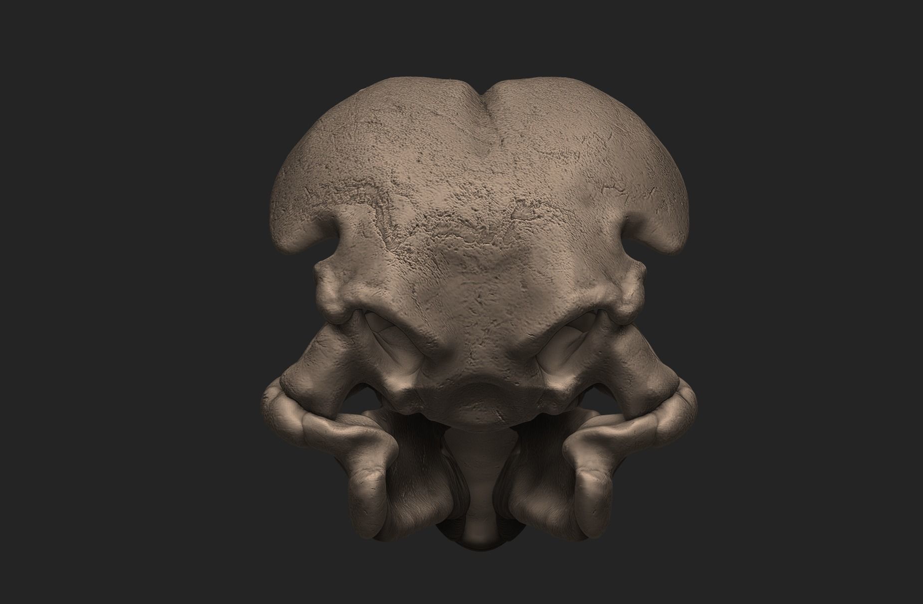 Dodo Bird Skull 3D print model_4