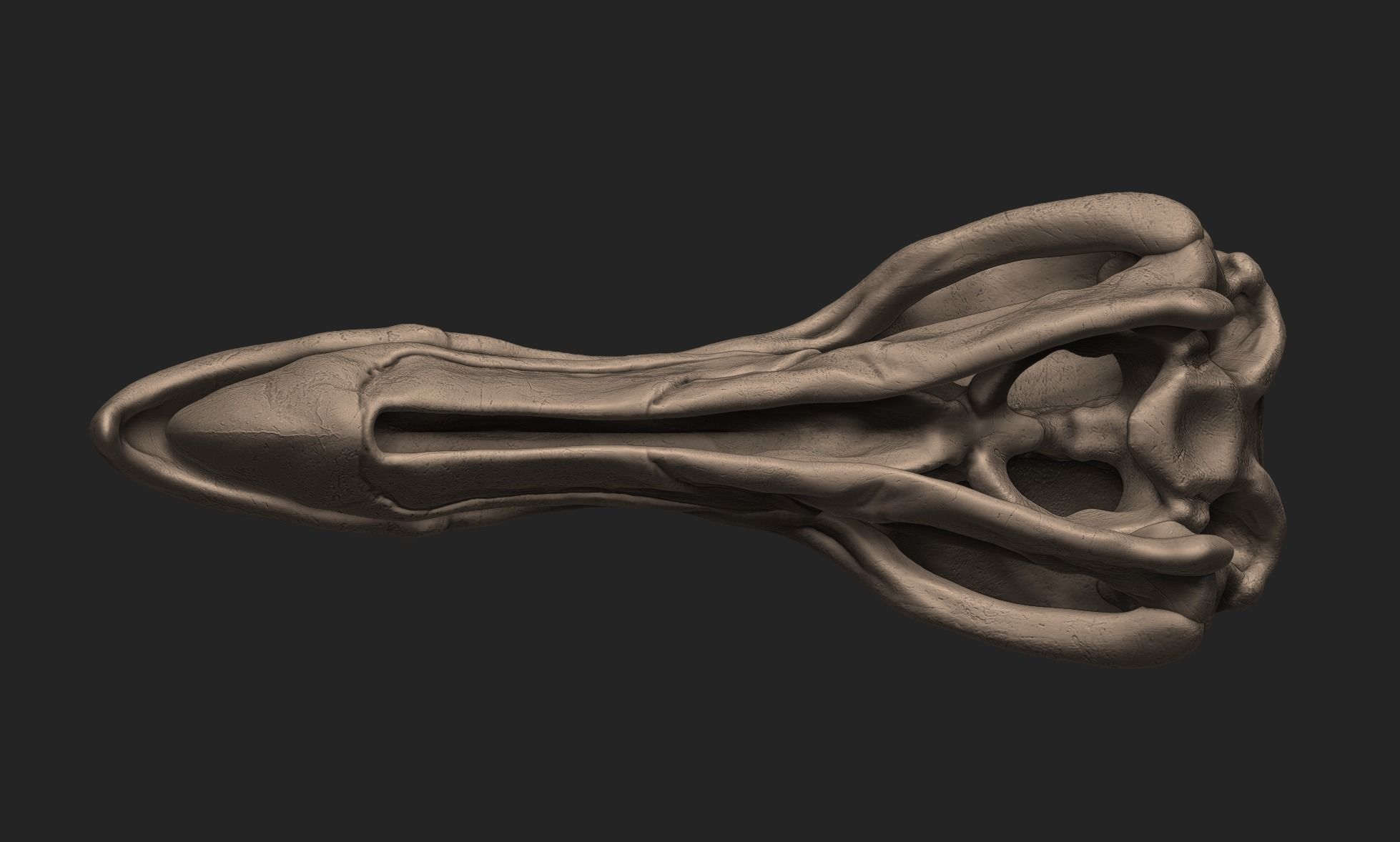 Dodo Bird Skull 3D print model_7