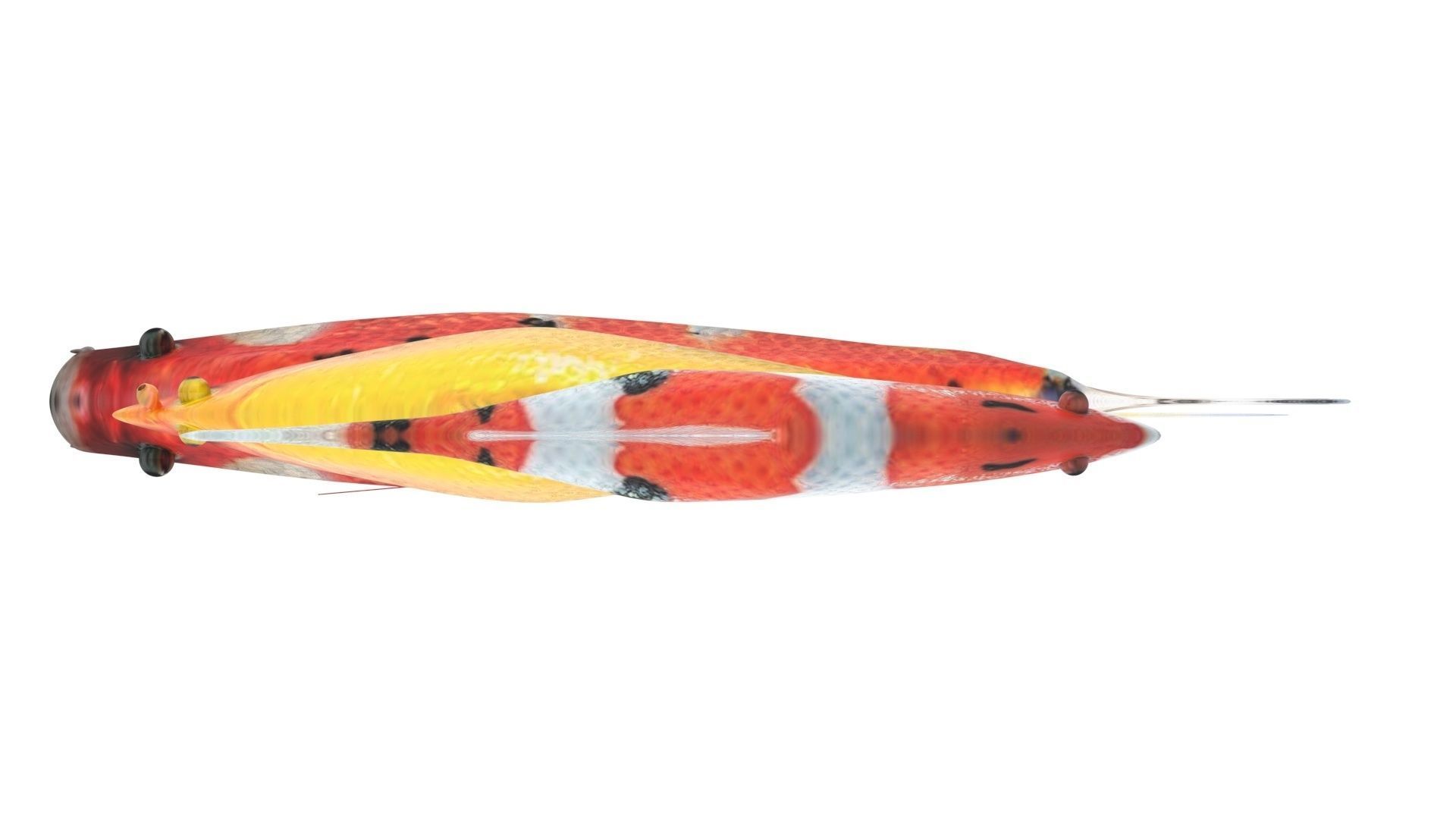 Fishes Set 3D model_17