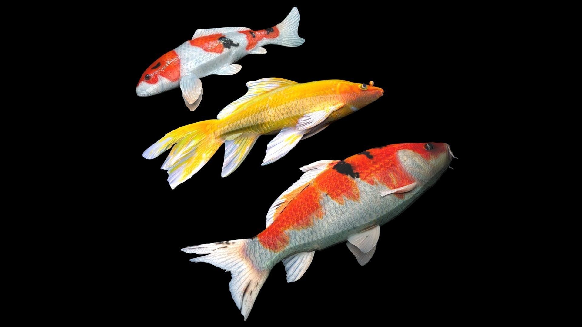 Fishes Set 3D model_7