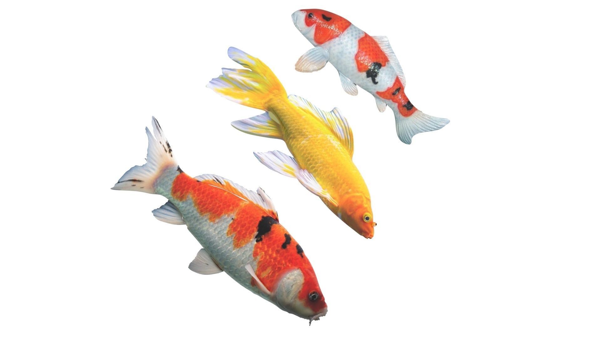 Fishes Set 3D model_9