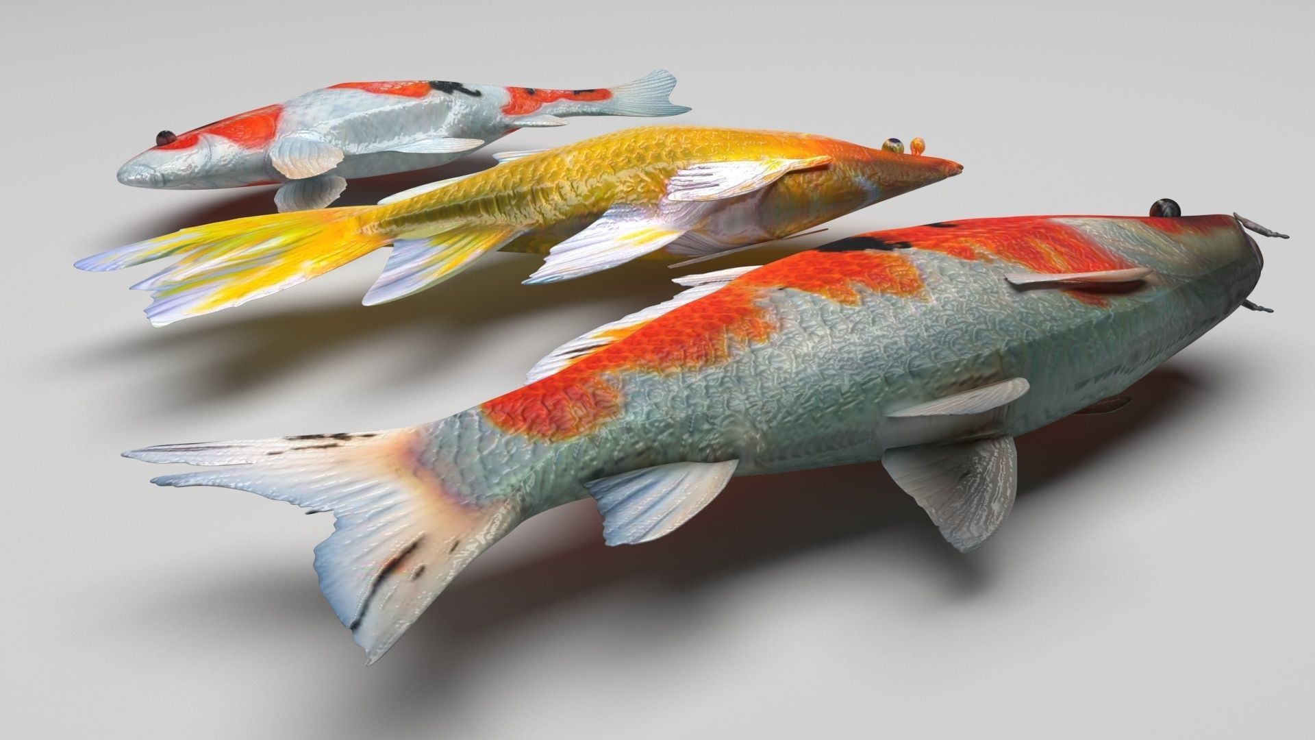 Fishes Set 3D model_5