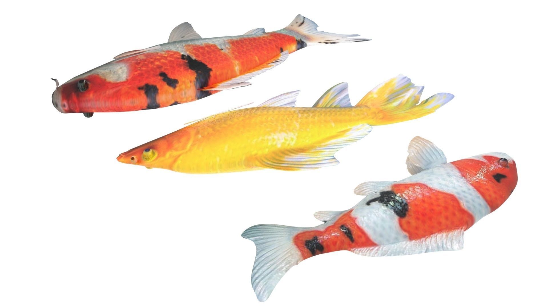 Fishes Set 3D model_10
