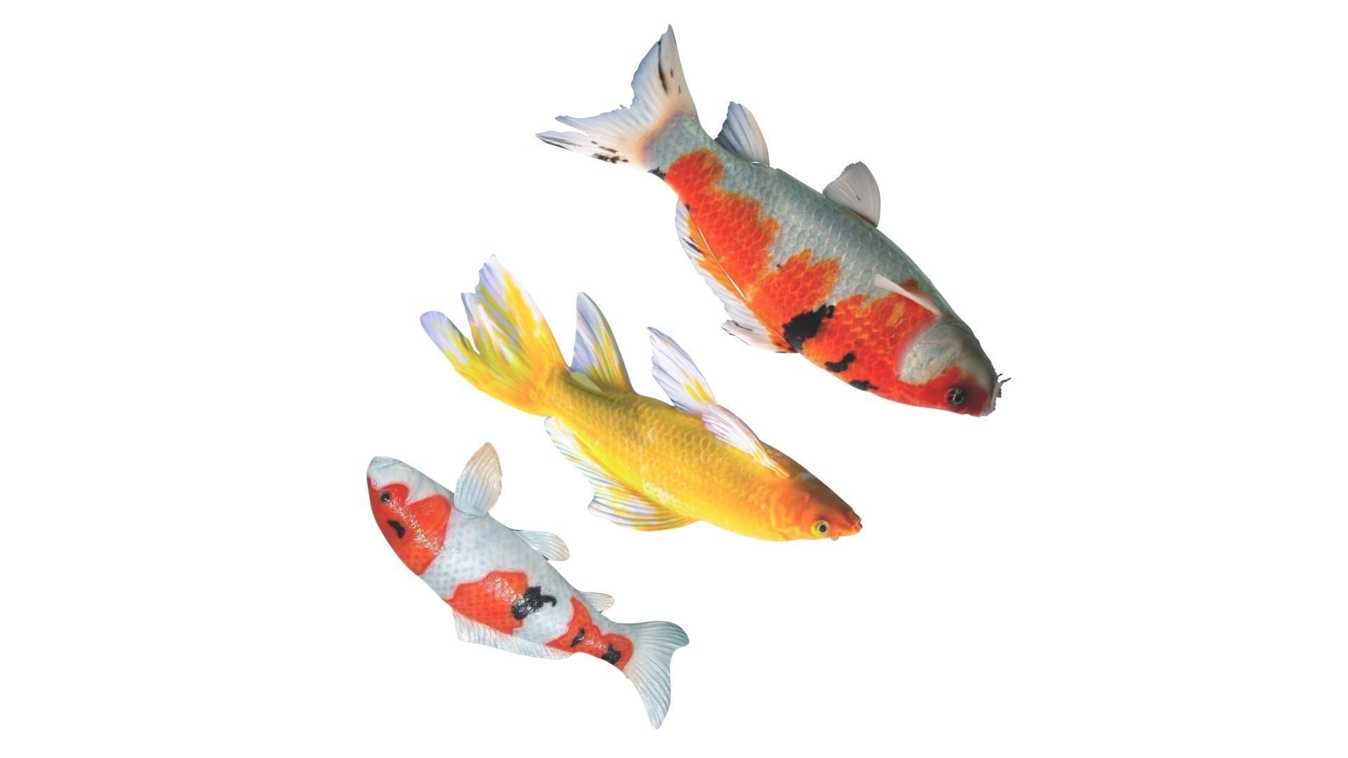 Fishes Set 3D model_12