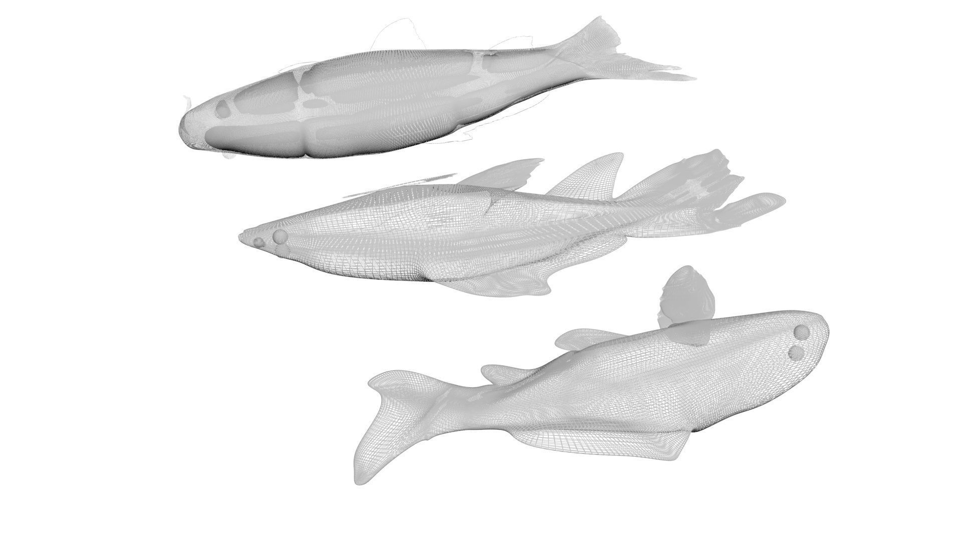 Fishes Set 3D model_21