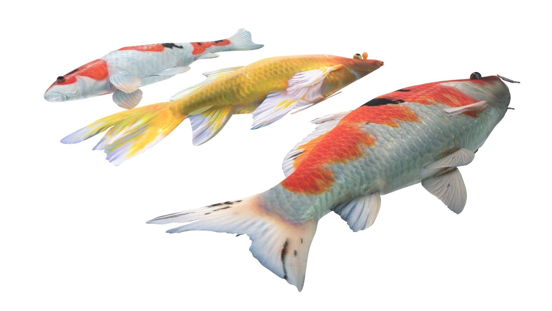 Fishes Set 3D model_8