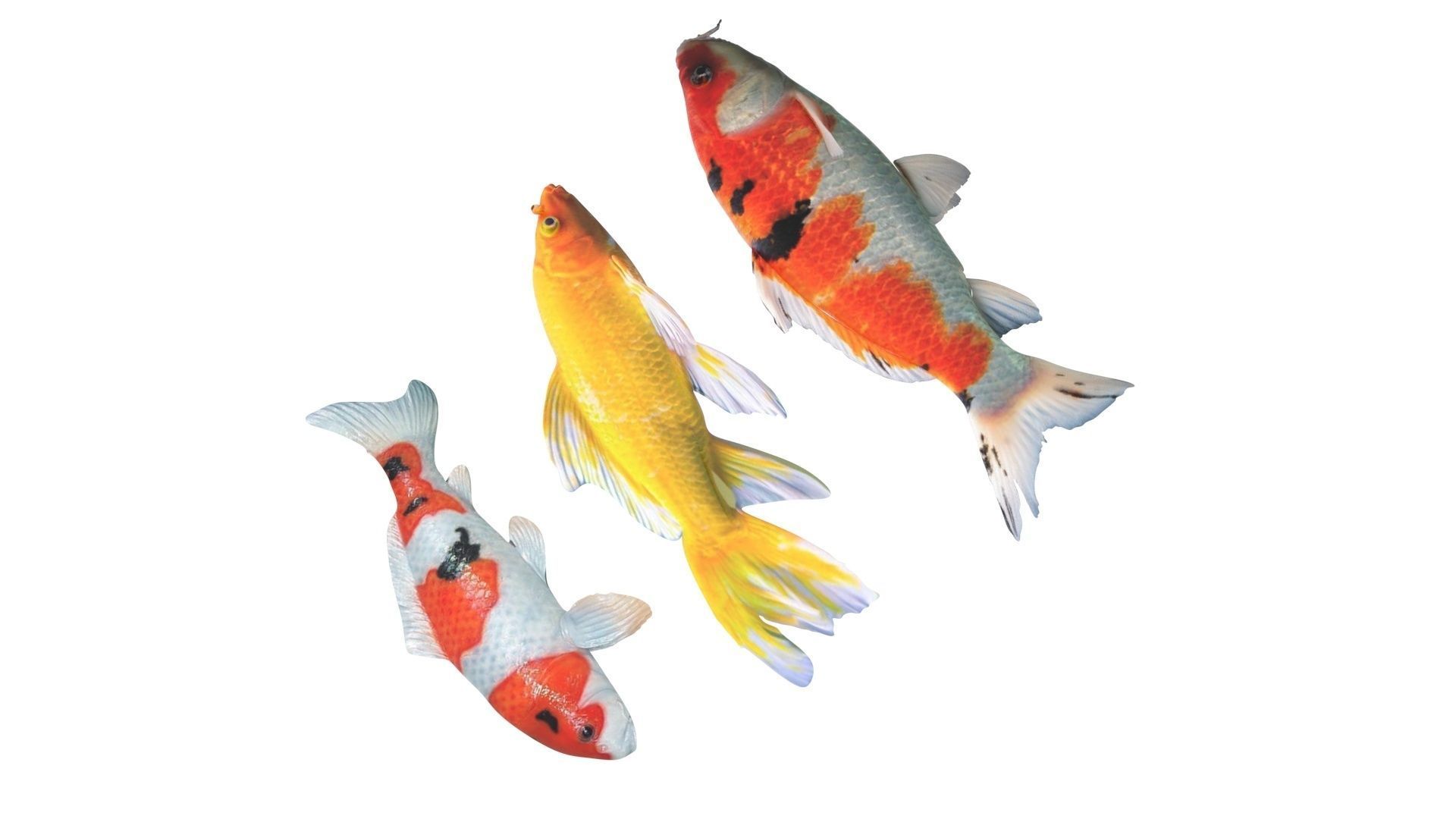 Fishes Set 3D model_11