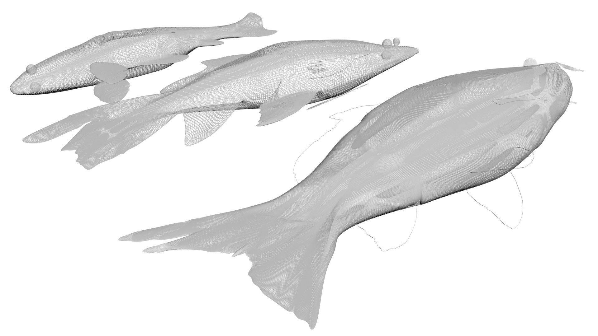Fishes Set 3D model_19