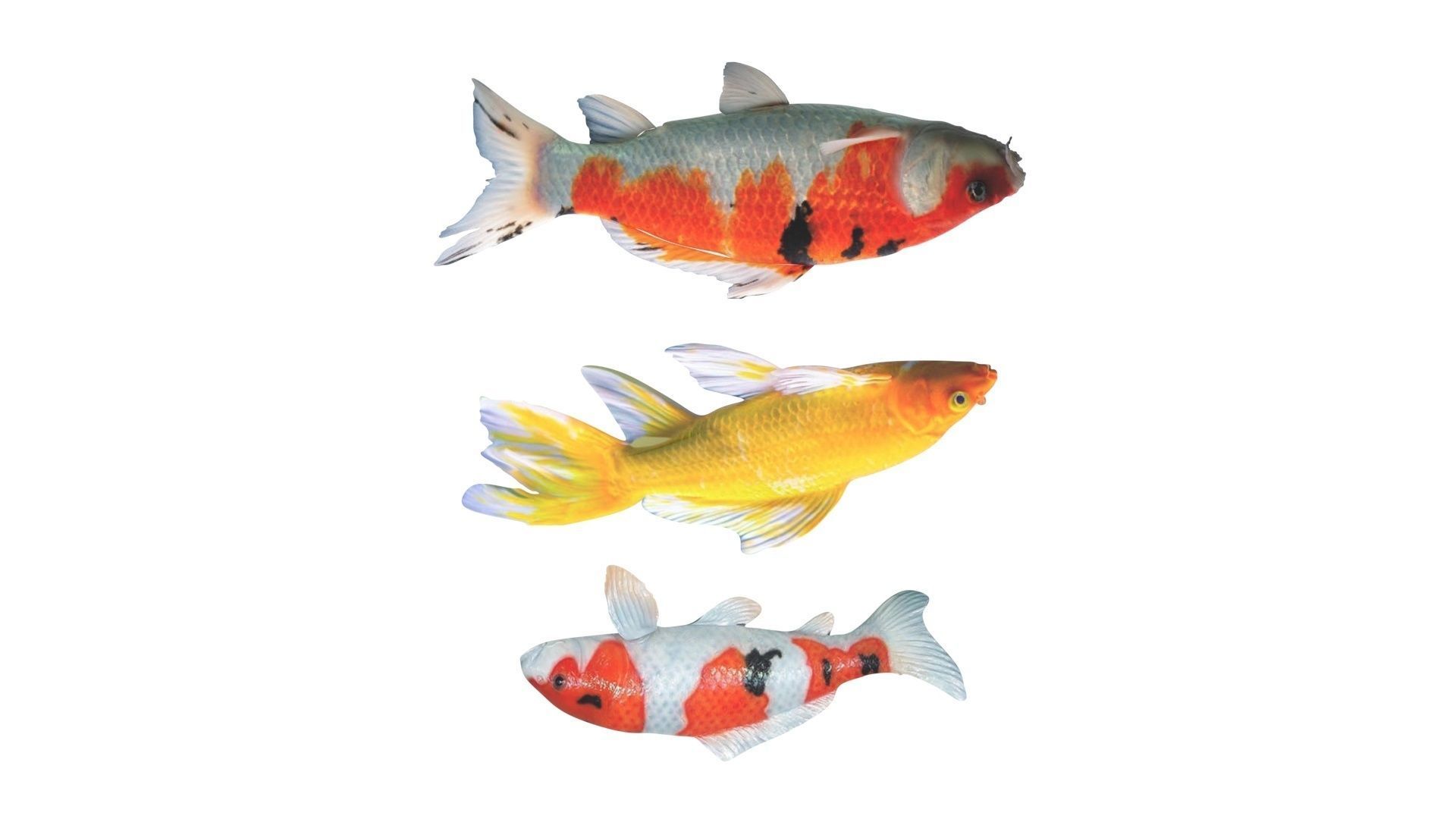 Fishes Set 3D model_16